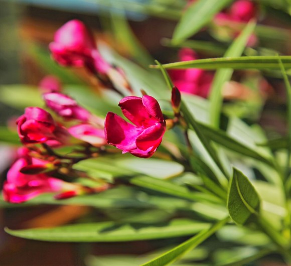 Blumen am Hof