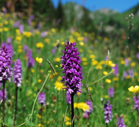 Bunte Blumenwiesen erwarten Sie im Tal der Almen © Tourismusverband Großarltal