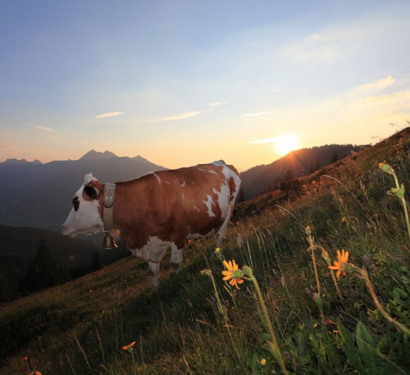 Kuh im Sonnenuntergang auf der Almwiese © Tourismusverband Großarltal