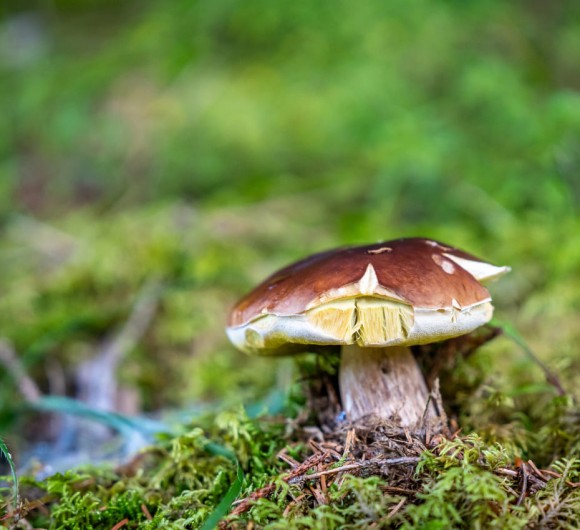 Steinpilz im Wald © Tourismusverband Großarltal