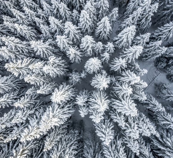 Verschneite Bäume © TVB Großarltal / Gipfelfieber